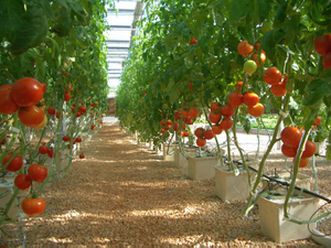 Cubo holandés de hidroponía profunda de calidad alimentaria para invernadero