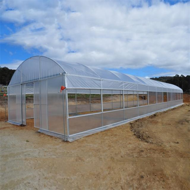 Invernadero agrícola de un solo tramo, invernadero de aro de bajo costo, invernadero de túnel resistente a los rayos UV