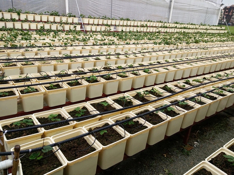 Cubo holandés de hidroponía profunda de plástico Aquaponic